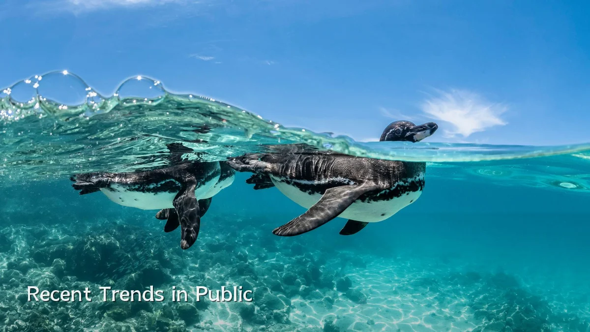 Recent Trends in Public
